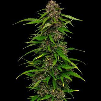Squirt (Humboldt Seed Company) feminizowane