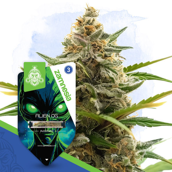 Alien OG Automat (Zamnesia Seeds) feminizowane