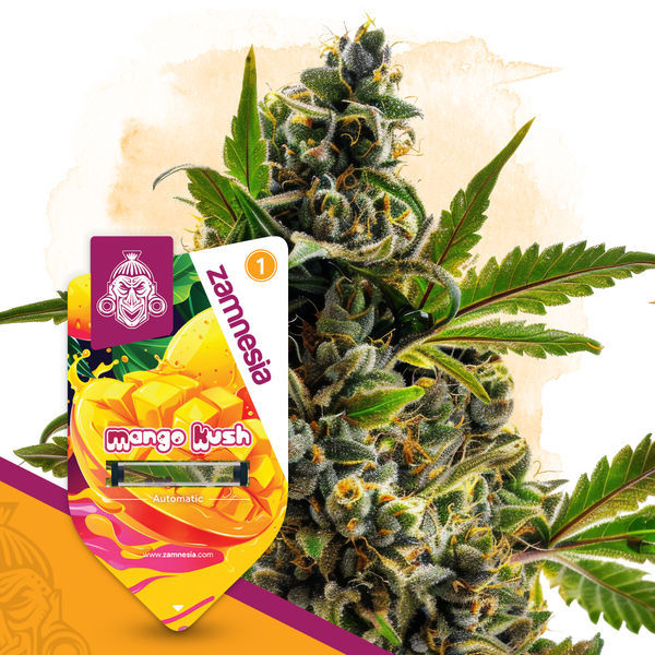 Mango Kush Automat (Zamnesia Seeds) feminizowane