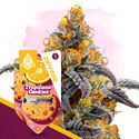 Tropicana Cookies (Zamnesia Seeds) Nasiona marihuany feminizowane