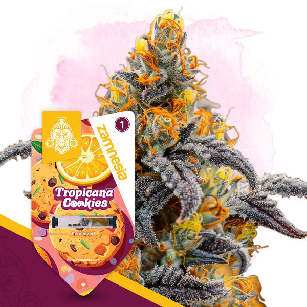 Tropicana Cookies (Zamnesia Seeds) Nasiona marihuany feminizowane
