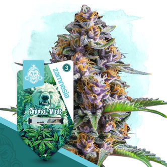 Animal Mints (Zamnesia Seeds) feminizowane