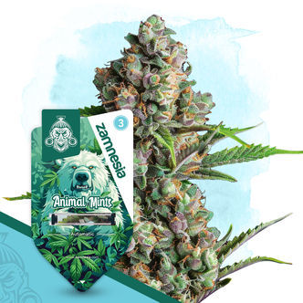 Animal Mints Automat (Zamnesia Seeds) feminizowane
