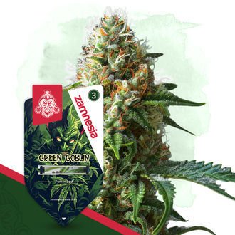 Green Goblin (Zamnesia Seeds) feminizowane