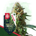 Green Goblin (Zamnesia Seeds) feminizowane