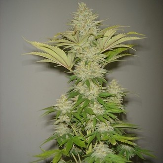 Bubblicious (Resin Seeds) feminizowane