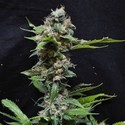 Yummy (Resin Seeds) feminizowane