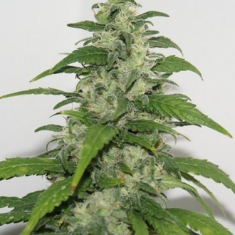 Yummy (Resin Seeds) feminizowane