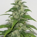 Yummy (Resin Seeds) feminizowane