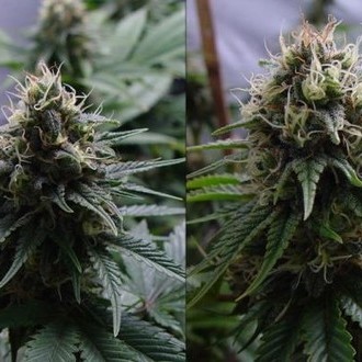 Yummy (Resin Seeds) feminizowane