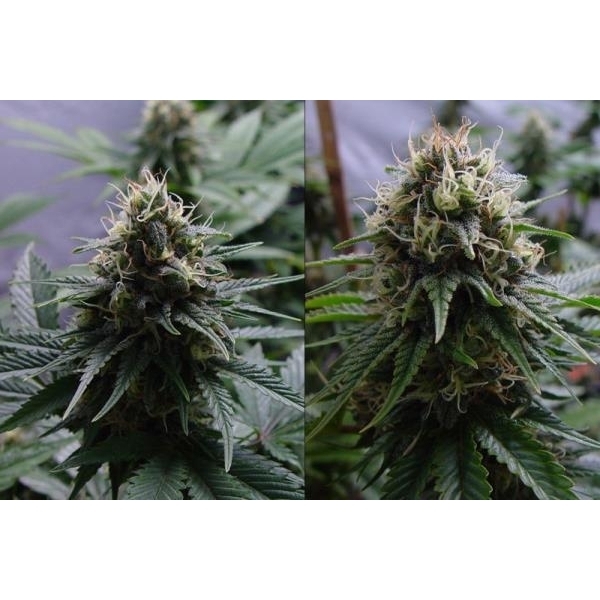 Yummy (Resin Seeds) feminizowane