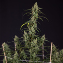 Fruit Punch Automat (Zamnesia Seeds) feminizowane
