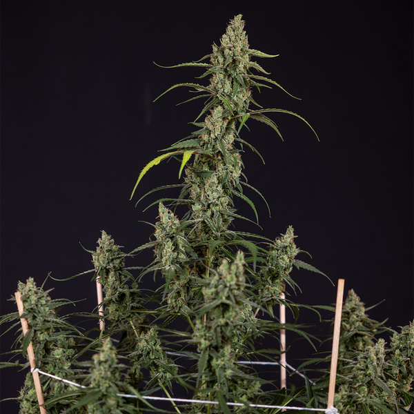 Fruit Punch Automat (Zamnesia Seeds) feminizowane