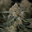 Fruit Punch Automat (Zamnesia Seeds) feminizowane
