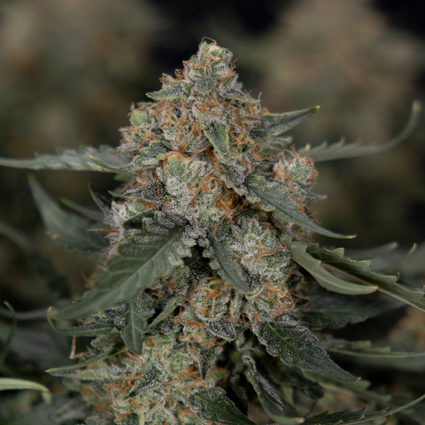 Fruit Punch Automat (Zamnesia Seeds) feminizowane
