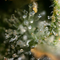 Fruit Punch Automat (Zamnesia Seeds) feminizowane