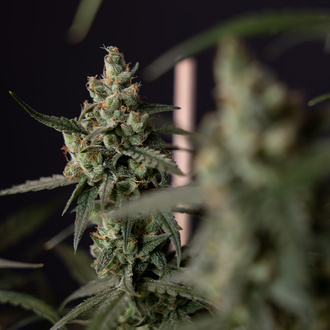 Fruit Punch Automat (Zamnesia Seeds) feminizowane