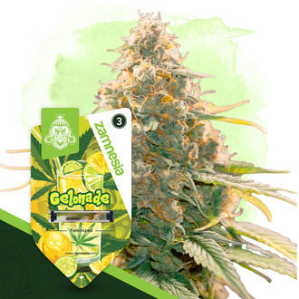 Gelonade (Zamnesia Seeds) feminizowane