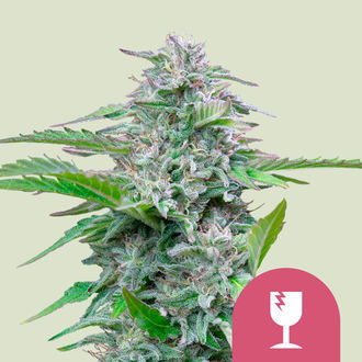 Critical (Royal Queen Seeds) feminizowane