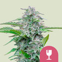 Critical (Royal Queen Seeds) feminizowane