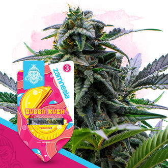 Bubba Kush (Zamnesia Seeds) feminizowane