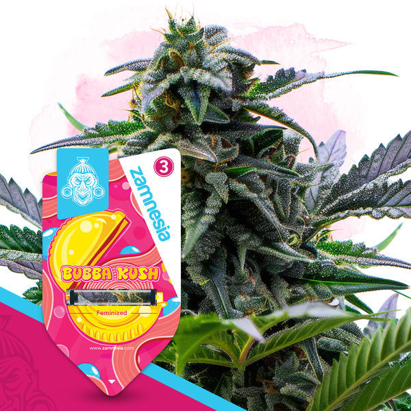 Bubba Kush (Zamnesia Seeds) feminizowane