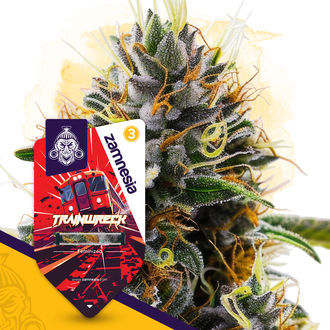 Trainwreck (Zamnesia Seeds) feminizowane