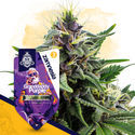 Granddaddy Purple (Zamnesia Seeds) feminizowane