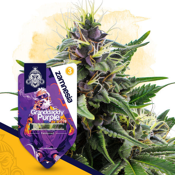 Granddaddy Purple (Zamnesia Seeds) feminizowane