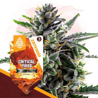Critical Mass Automat (Zamnesia Seeds) feminizowane