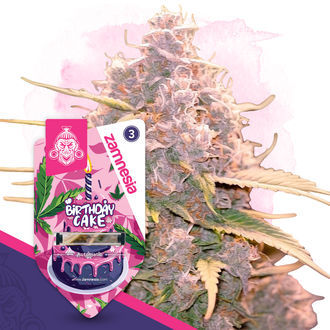 Birthday Cake Automat (Zamnesia Seeds) feminizowane
