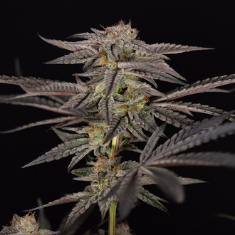Georgia Pie (Zamnesia Seeds) nasiona marihuany feminizowane