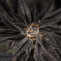 Georgia Pie (Zamnesia Seeds) nasiona marihuany feminizowane