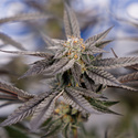 Georgia Pie (Zamnesia Seeds) nasiona marihuany feminizowane