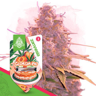 Georgia Pie Automat (Zamnesia Seeds) feminizowane