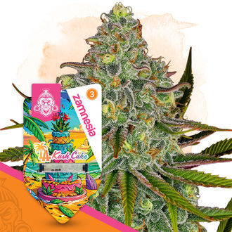 LA Kush Cake (Zamnesia Seeds) feminizowane