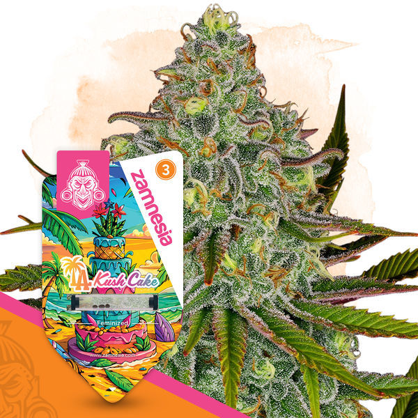 LA Kush Cake (Zamnesia Seeds) feminizowane