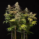 LA Kush Cake (Zamnesia Seeds) feminizowane
