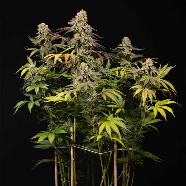 LA Kush Cake (Zamnesia Seeds) feminizowane