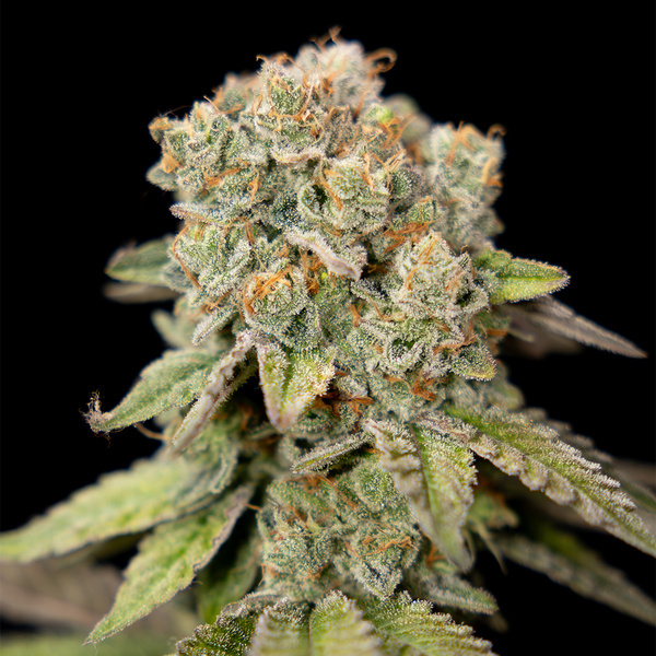 LA Kush Cake (Zamnesia Seeds) feminizowane