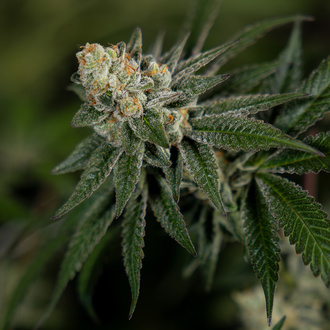 LA Kush Cake (Zamnesia Seeds) feminizowane