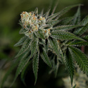 LA Kush Cake (Zamnesia Seeds) feminizowane