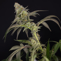 LA Kush Cake (Zamnesia Seeds) feminizowane