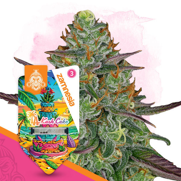 LA Kush Cake Automat (Zamnesia Seeds) feminizowane