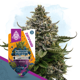 Blueberry Muffin (Zamnesia Seeds) Feminizowane