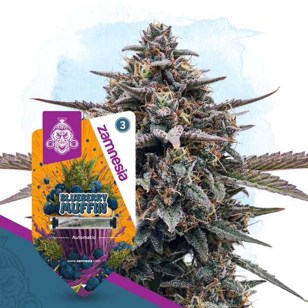Blueberry Crumble Automat (Zamnesia Seeds) Feminizowane