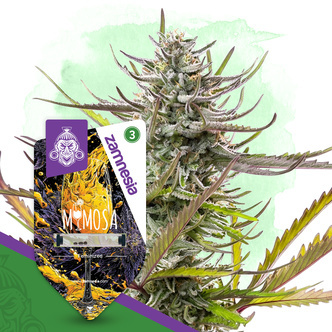 Mimosa (Zamnesia Seeds) feminizowane