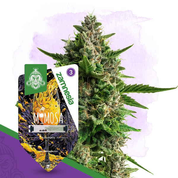 Mimosa Automat (Zamnesia Seeds) Nasiona feminizowane