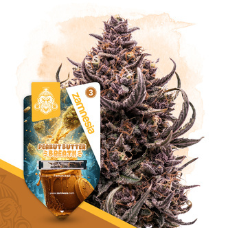 Peanut Butter Breath (Zamnesia Seeds) feminizowane