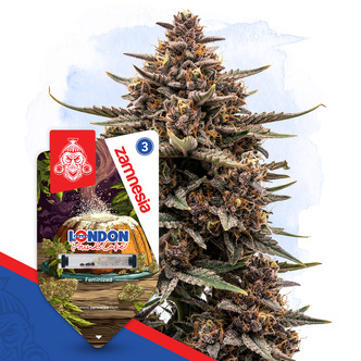 London Pound Cake (Zamnesia Seeds) feminizowane